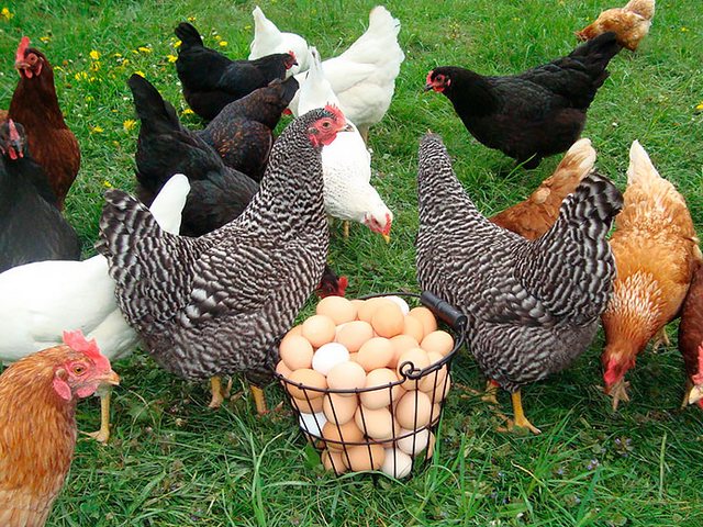 Содержание кур и уход за ними | ЗооТом - продажа, вязка и услуги для животных в Константиновске