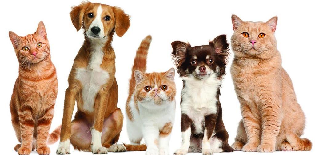 Доска объявлений о животных | ЗооТом - продажа, вязка и услуги для животных в Константиновске