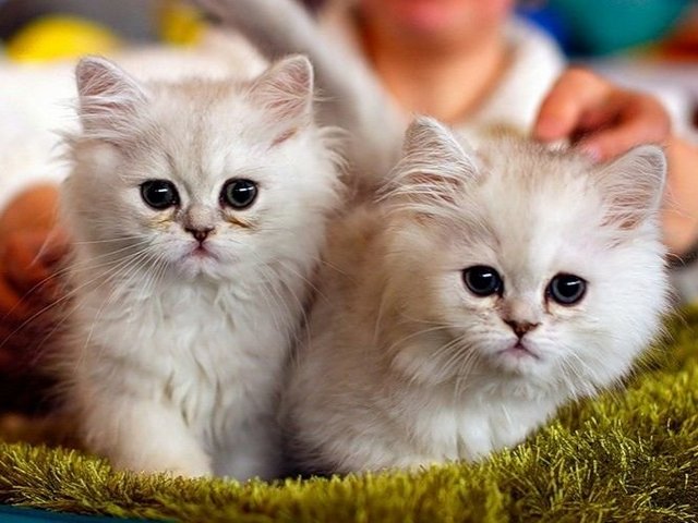 Породы кошек в Константиновске | ЗооТом портал о животных