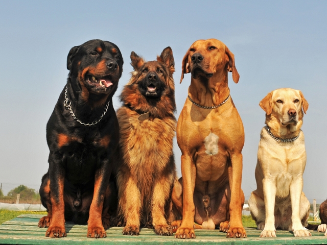 Крупные породы собак в Константиновске | ЗооТом портал о животных